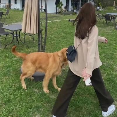 我老婆是老大2